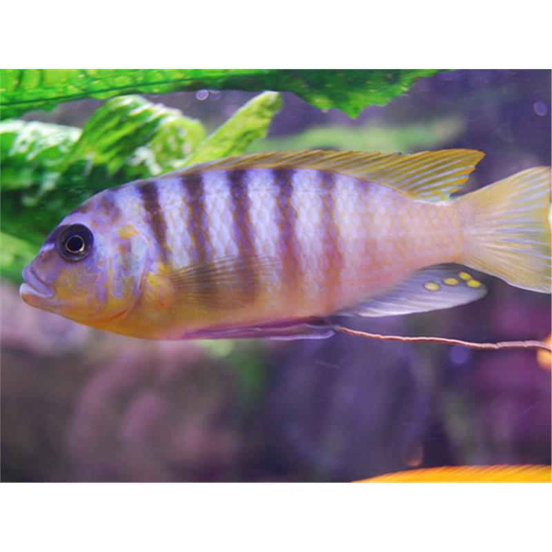 Pseudotrropheus zebra Lundo - imagine 4